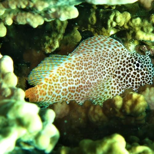 Strange Fish