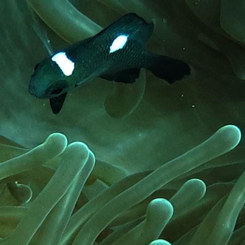 Finding Nemo