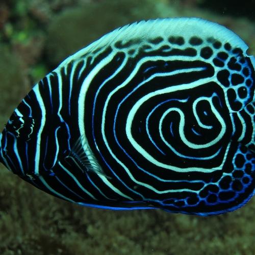 Emperor Angelfish