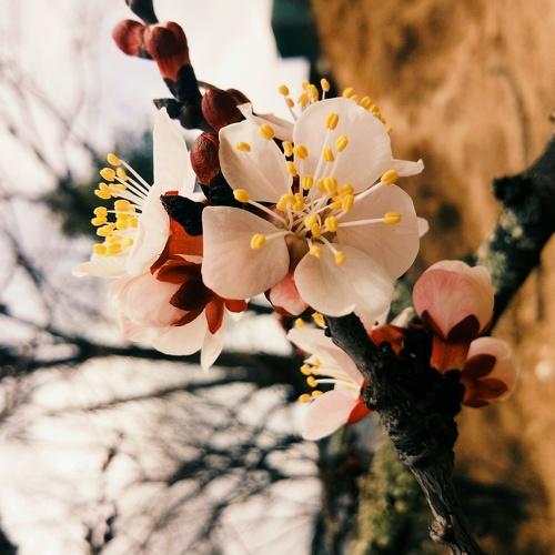 Cherry Blossom