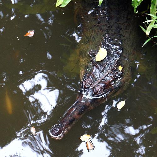 Alligator or Crocodile?