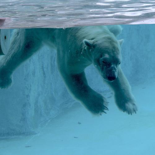 Lonely Polar Bear