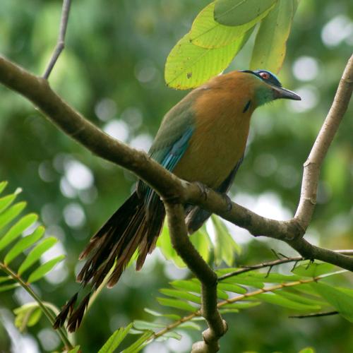 motmot