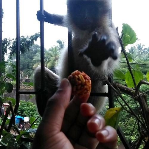 Langurs come out of the wild