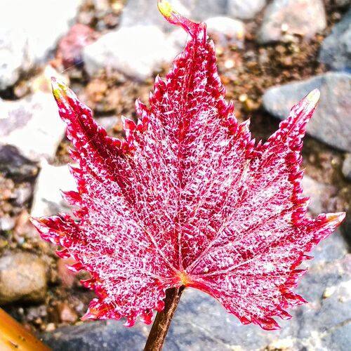 leaf