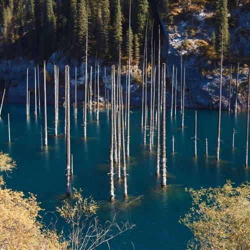 Trees