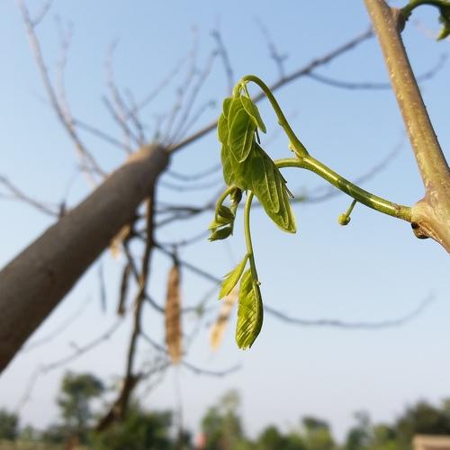 Natural Picture