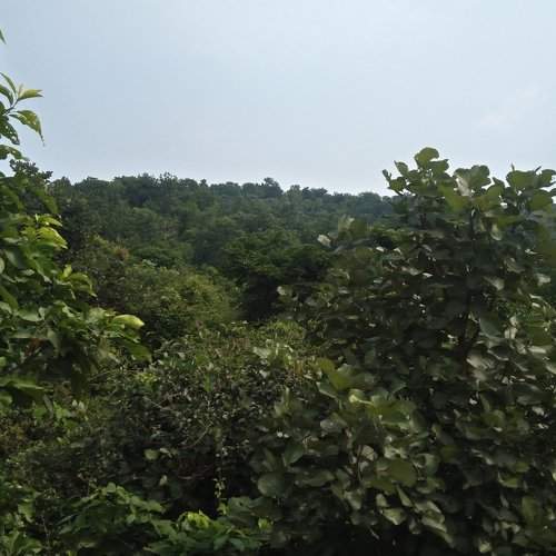 natural Forest