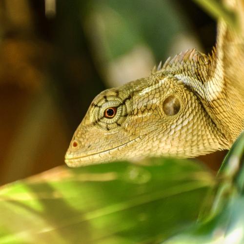 (Look at Me ) Oriental garden lizard