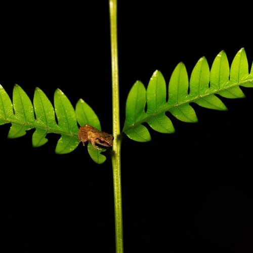 Frog and Fern