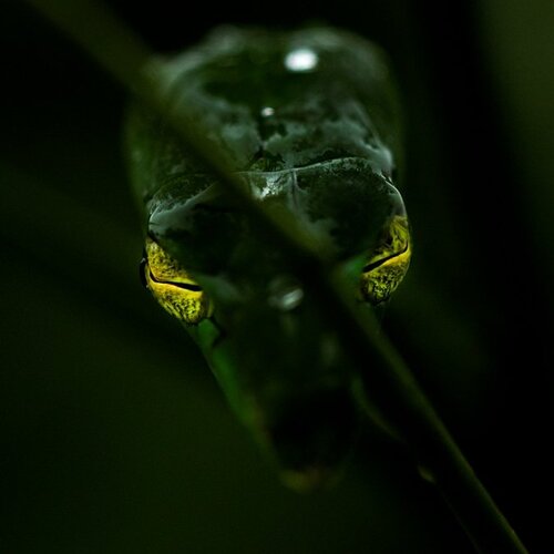 The Vine