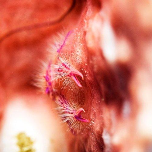 Purple hairy squat lobster