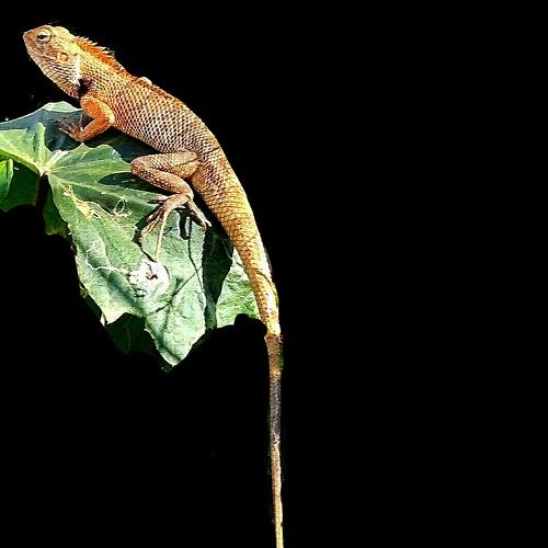 Reptile click