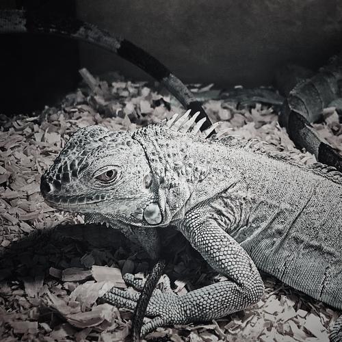 iguana