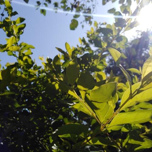The brightest Sun