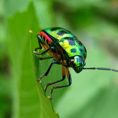 ID: Green Jewel Bug