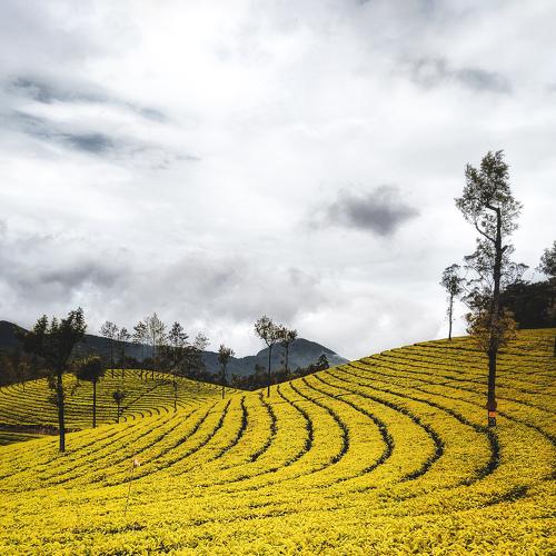 A look at this beautiful tea plantations of Munnar, Kerala.