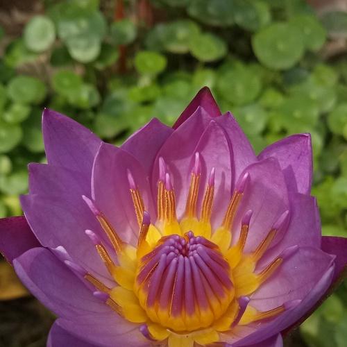 Inside a Lotus