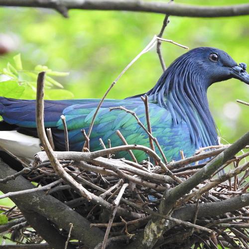 Mother Bird