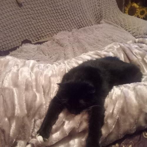 Photo #2610509