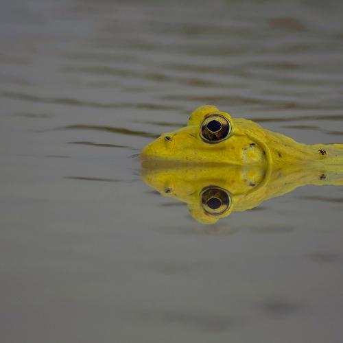 Indian Bullfrog
