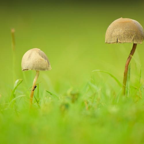 under natures umbrella !