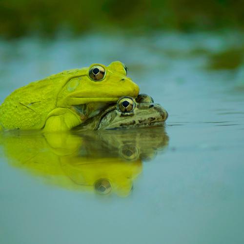 Indian Bullfrog Mating