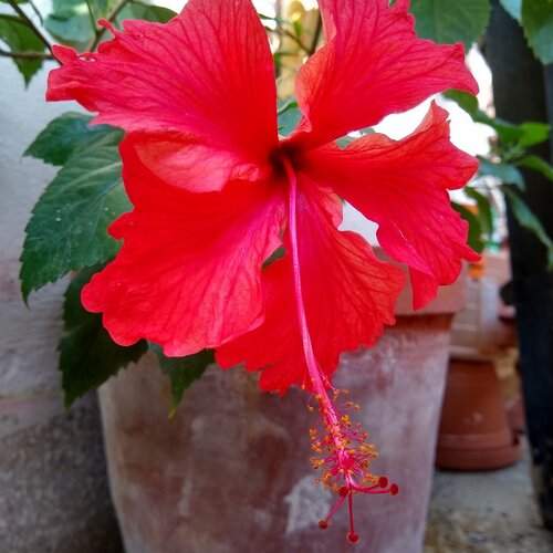 Hope the Hibiscus