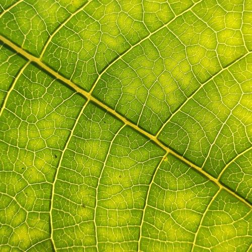 Leaf