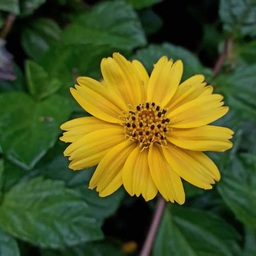 Yellow flower