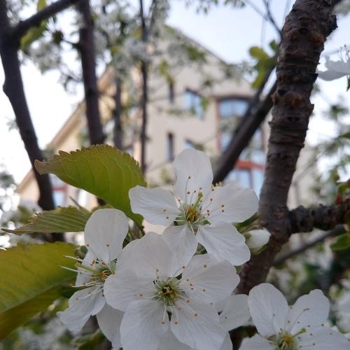 Blooming