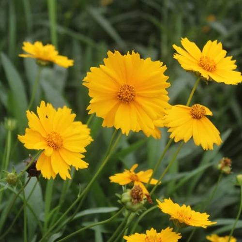 Yellow flowers