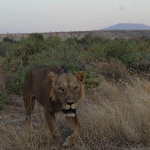 Hungry Lion at Dusk