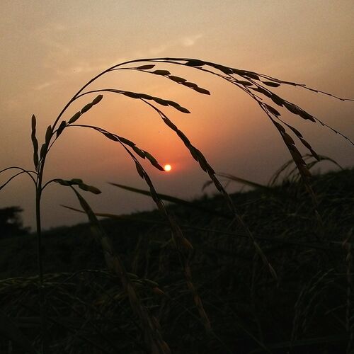The Dusk
