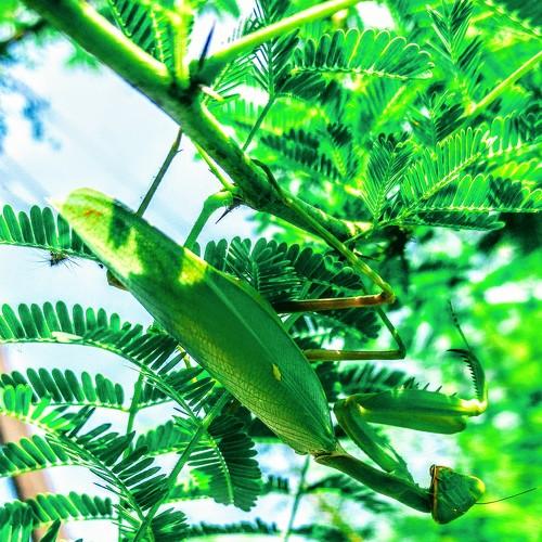 Hideout during daylight