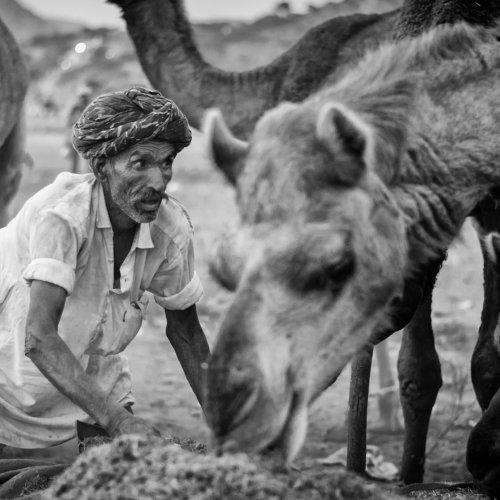 Feeding their camels