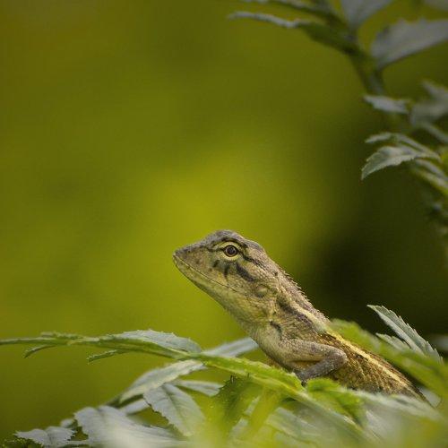 Ambush