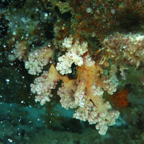 Underwater alcyonacea