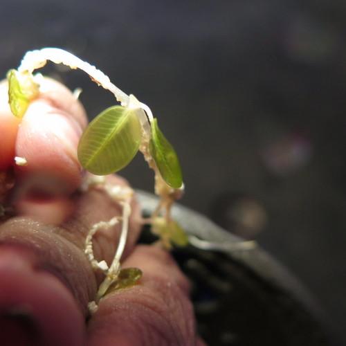 Halophyla sulawesii ??