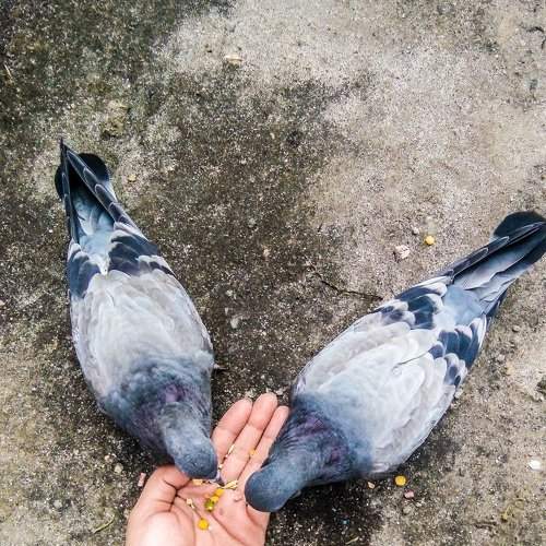 Feed Thy Hungry