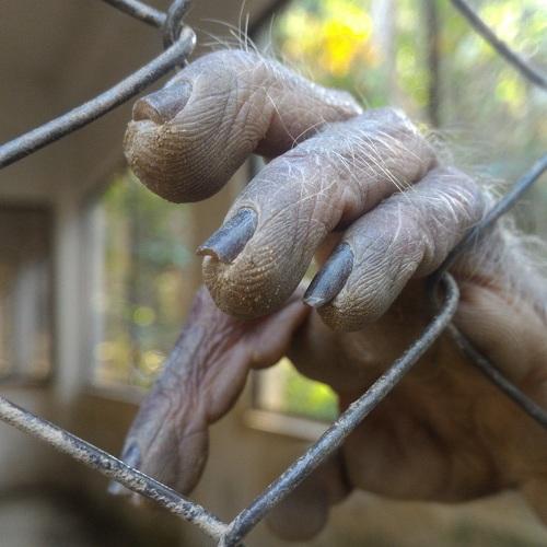 Caged