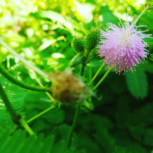 Nature is alive
