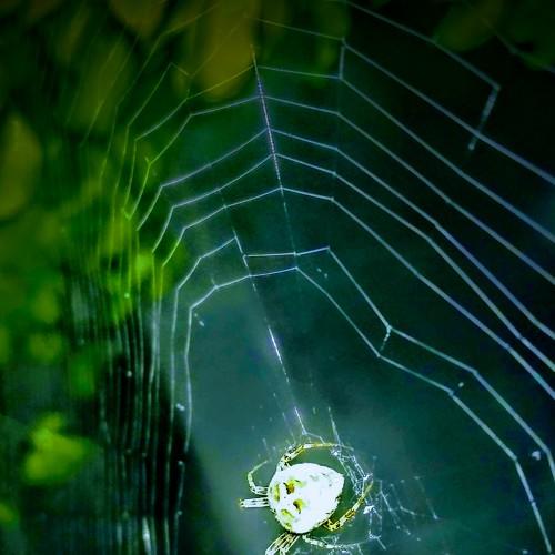 Weblife