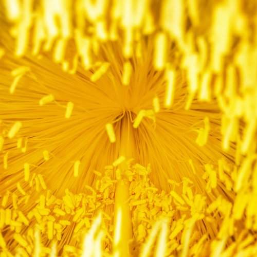 I'm Pollen for You