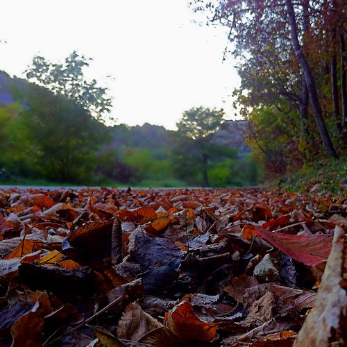 Photo #2619310