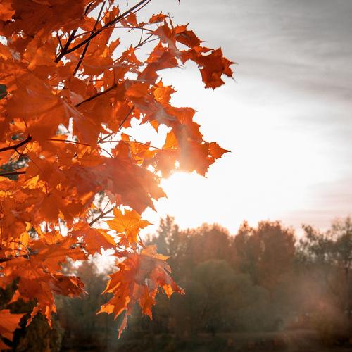 The light of autumn