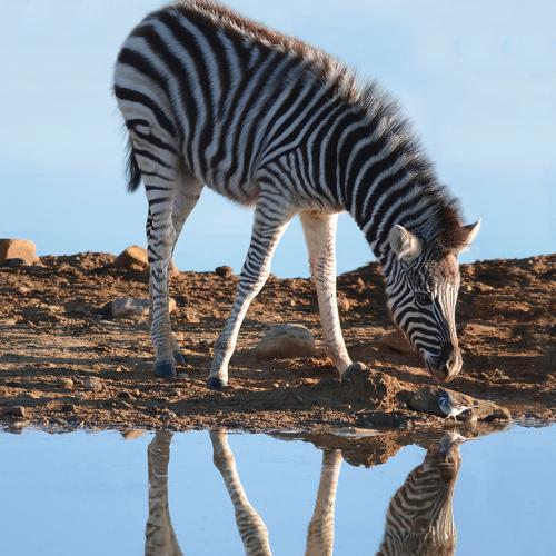 Mirrored Curiosity