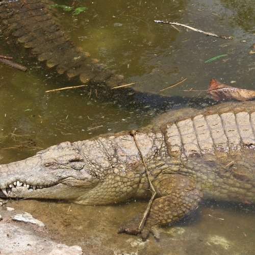 Crocodile Pose