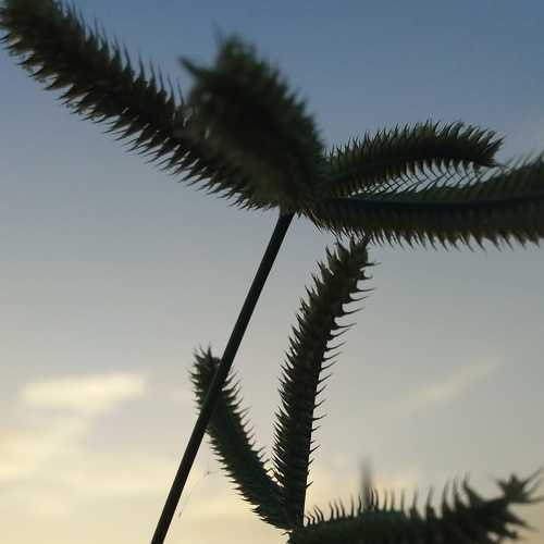 Nature