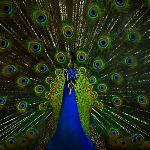 "PAVO REAL"